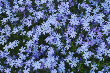 bahar beyaz bitkiler doğa küçük mavi çiçekler