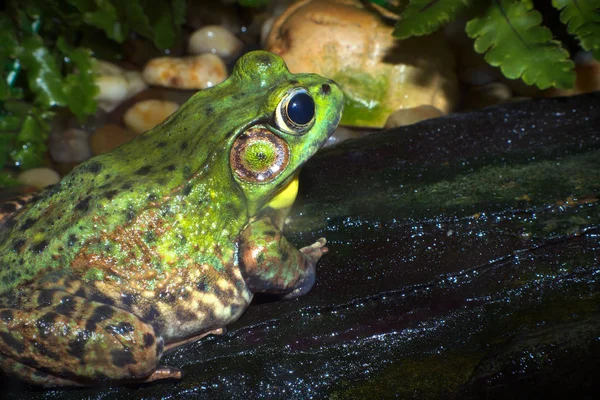 Rã na natureza espécies verdes vida selvagem conservação ambiental — Fotografia de Stock