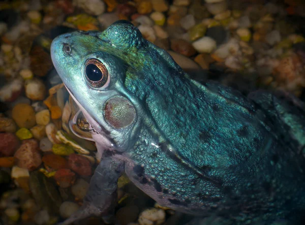 Rã-touro conservação ambiental anfíbio azul — Fotografia de Stock