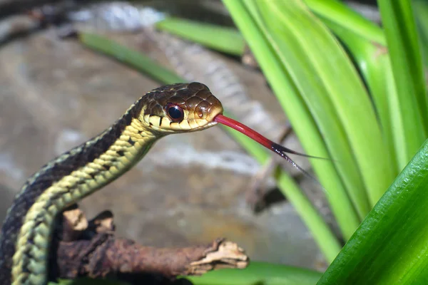 grass-snake reptile snake environment nature animal tongue
