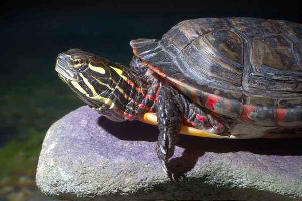 Turtle pet reptile slow nature wildlife captivity environment — Stock Photo, Image