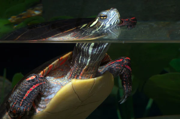 Skildpadde kæledyr krybdyr langsom natur dyreliv fangenskab miljø vand brydning akvarium - Stock-foto