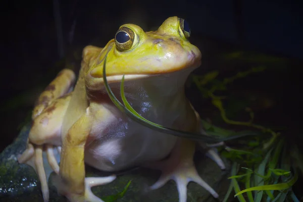 bullfrog frog yellow amphibian eye blue environmental conservation