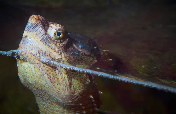 Meeresschildkröte Kopf Nahaufnahme Auge Reptil Monster See Wasser Tier — Stockfoto