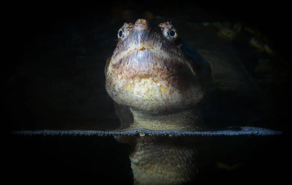 Cabeça de tartaruga marinha closeup olho réptil monstro lago água animal — Fotografia de Stock