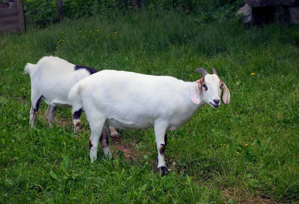 Agriculture goats grass farming pasture domestic animals meadow — Stock Photo, Image