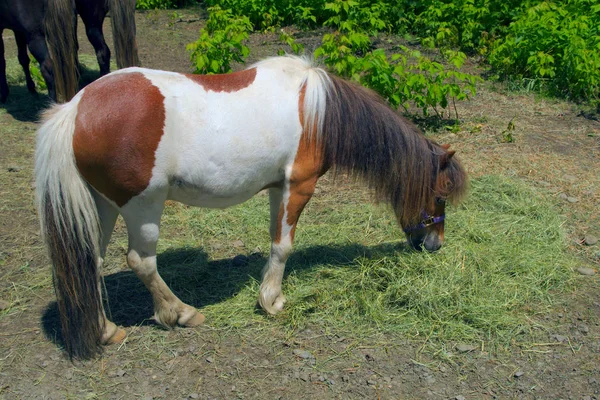 Cavalo marrom e branco pônei comendo animal de fazenda doméstica — Fotografia de Stock