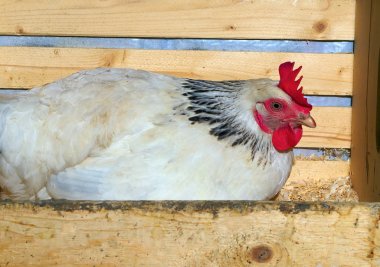 tavuk kuluçka tavuk tarım tavuk oturan ev çiftlik kümes