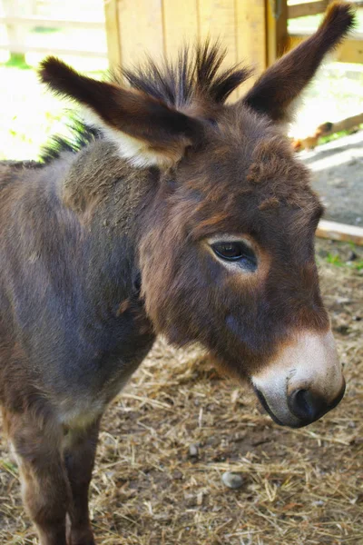 jackass mule donkey head country farming agriculture animal enclosure rural