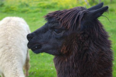 siyah lama lama başkanı closeup çiftlik hayvan yün tarım tarım kırsal alan