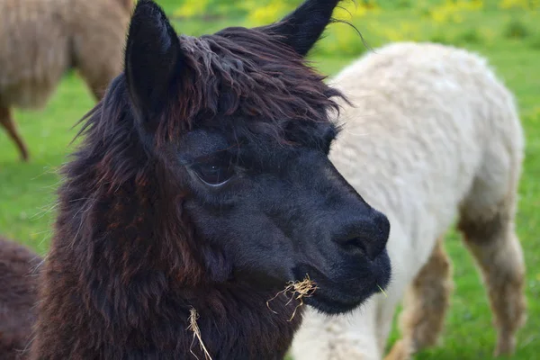 Lama nero capo azienda allevamento lana animale agricoltura — Foto Stock