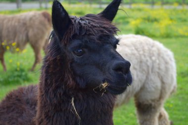 alpaka tarım hayvan siyah lama lama llama baş ülke yün çiftliği