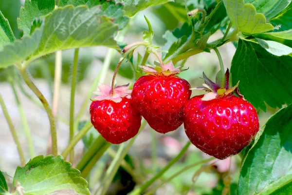 Morango campo vermelho frutas orgânicas sobremesa açúcar natural — Fotografia de Stock