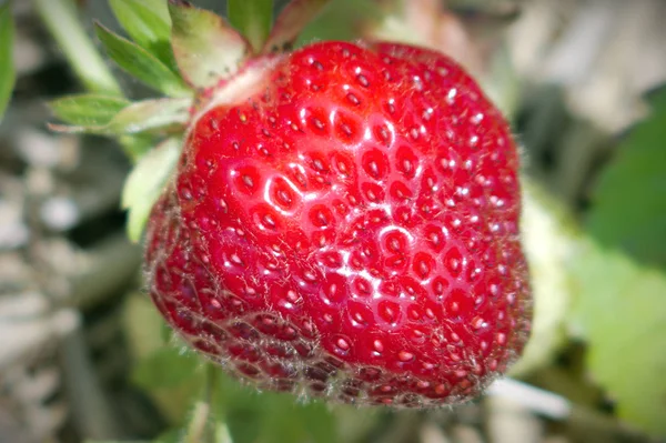 one strawberry field red organic fruits natural sugar dessert