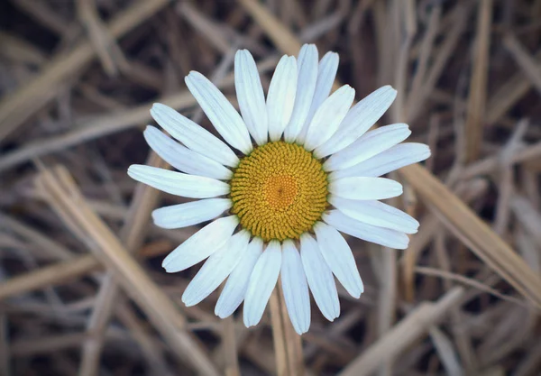 Una flor de margarita en paja de heno naturaleza país flor floral — Foto de Stock