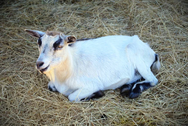 Nutztiere Ziegenstall Stroh Landwirtschaft Viehzucht — Stockfoto