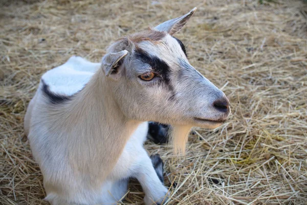 Capra mammifero animale fattoria testa ritratto primo piano — Foto Stock