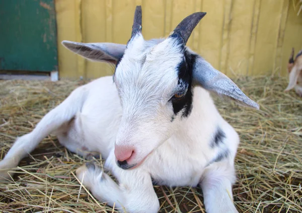 Nutztiere Ziegenstall Stroh Landwirtschaft Viehzucht — Stockfoto