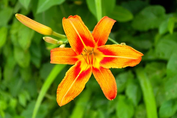 Flor de laranja lírio pétalas florescer romântico verão florescendo flora verde — Fotografia de Stock