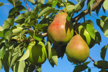 armut ağaç bahçesi organik tarım taze meyve hasat 
