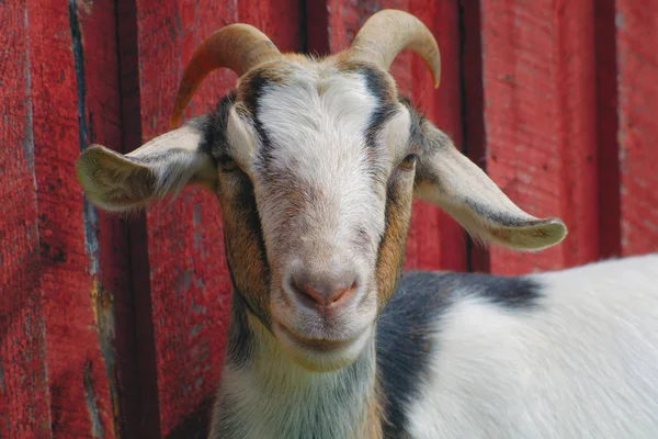 Geit zoogdier landbouw boerderij bruin landbouwhuisdieren rode schuur houten muur — Stockfoto