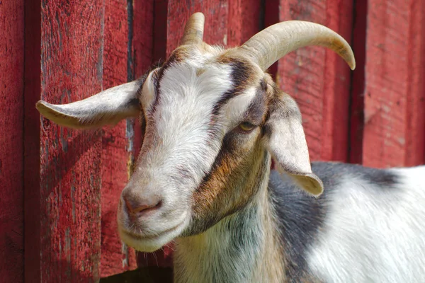 Ziegen Säugetierhaltung Landwirtschaft braun Nutztier rot Scheune Holzwand — Stockfoto