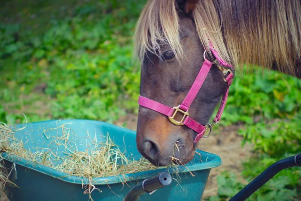 Cabeça de cavalo pastoreio comer feno pônei mamífero fazenda agricultura — Fotografia de Stock