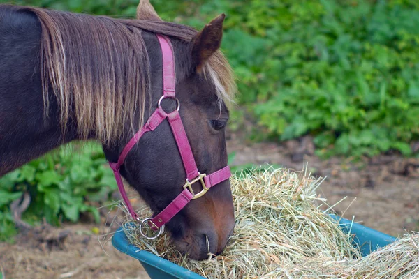 Лошади едят траву сено фермы млекопитающих — стоковое фото