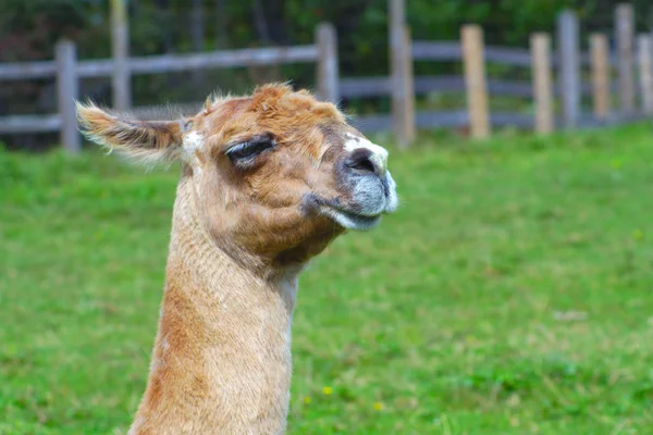 Lama lã alpaca mamífero fazenda animal agricultura gado — Fotografia de Stock