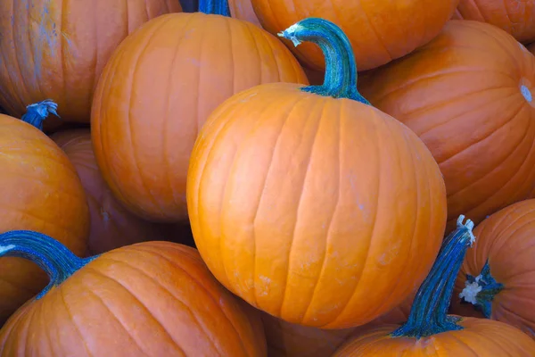 orange pumpkins for halloween or thanksgiving at the market