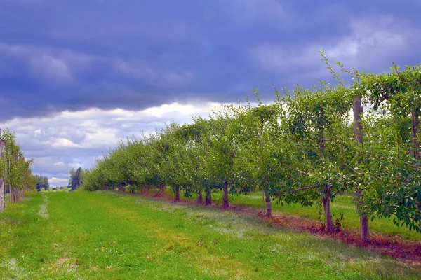 Huerto cielo nublado manzano peras ecológicas agricultura en la naturaleza — Foto de Stock