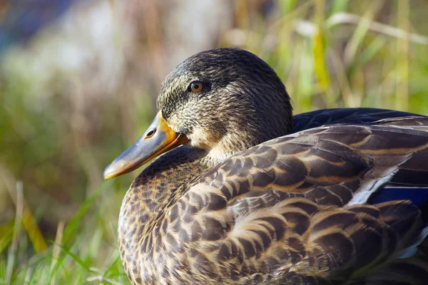 Pato close-up verde mallard macho vida selvagem caça água pássaro natureza — Fotografia de Stock