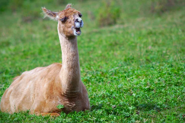 Λάμα καθιστός μαλλί αλπακά θηλαστικό αγρόκτημα ζώο σε πράσινο χωράφι γεωργία ζώα — Φωτογραφία Αρχείου