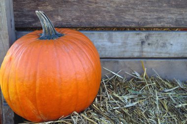 Portakal kabaklı sebze Cadılar Bayramı Şükran Günü ahırı 