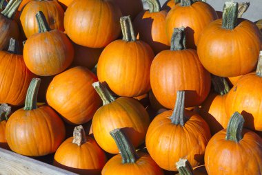 Portakal kabaklı sebze Cadılar Bayramı Şükran Günü tarım pazarı