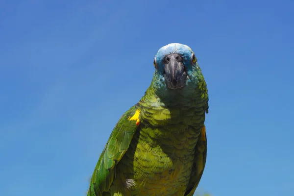 Pájaro Loro Verde Cielo Azul Vista Cara —  Fotos de Stock