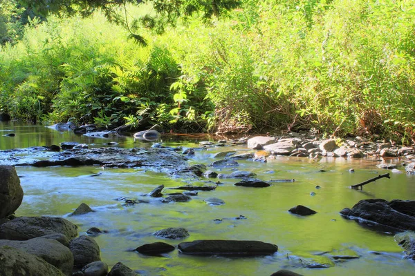 River Creek Flowing Water Stream Forest — Stock Photo, Image