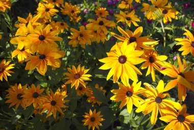 Bahçedeki sarı çiçekler Yaz çiçekleri