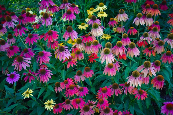Flores Equinácea Roxas Fundo Jardim — Fotografia de Stock