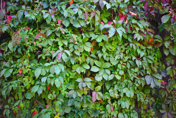 Wijnstok Bladeren Achtergrond Groen Natuurlijke Muur Klimop — Stockfoto