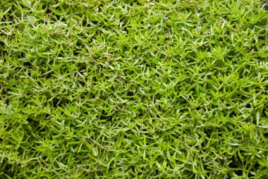 yeşil yapraklar arka planda bitki dokusu deseni 