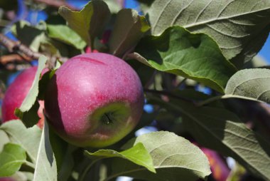Ağaç bahçesindeki tarımda kırmızı elmalar