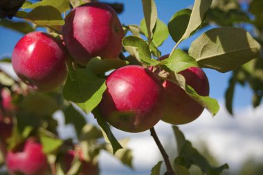 meyve bahçesindeki elma ağacı meyvesi sağlıklı besleniyor.