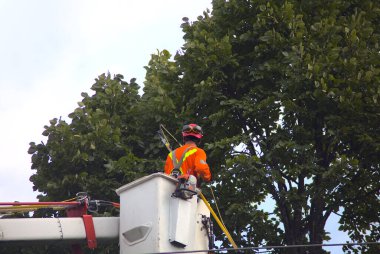 Bum asansörde ağaç buduyorum.