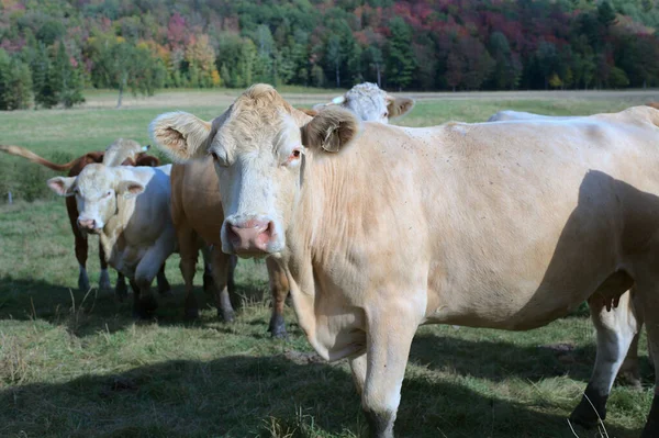 Vaches Dans Champ Élevage Laitier Agriculture — Photo