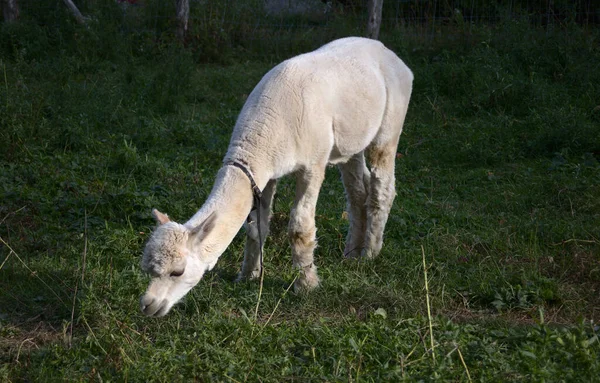 Vit Alpacka Äta Gräs Grönt Fält — Stockfoto