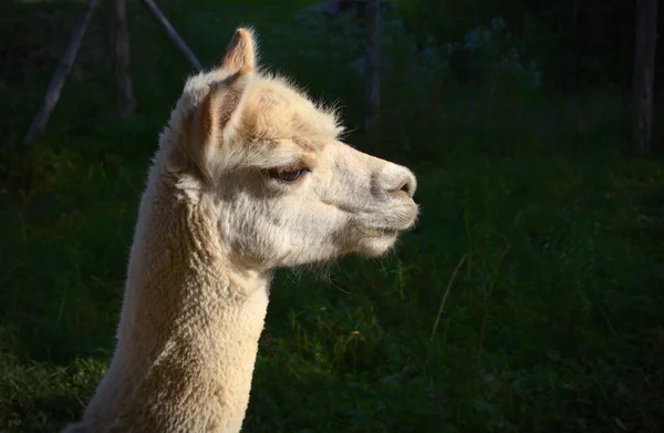 Alpaka Lama Wolle Bauernhof Säugetier Tier Kopf Portrait — Stockfoto