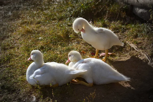 Filhotes Patos Fazenda Pássaros Bonitos Pequenos Bebês Animais — Fotografia de Stock