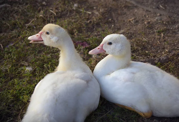 Patos Bebê Fazenda Aves Penas Brancas Aves — Fotografia de Stock