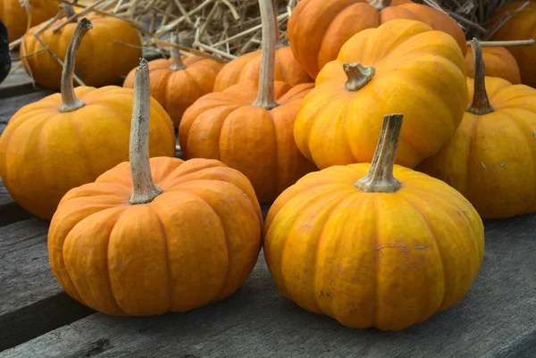 Calabazas Decorativos Naranja Calabaza Granja Mercado Para Halloween Acción Gracias — Foto de Stock